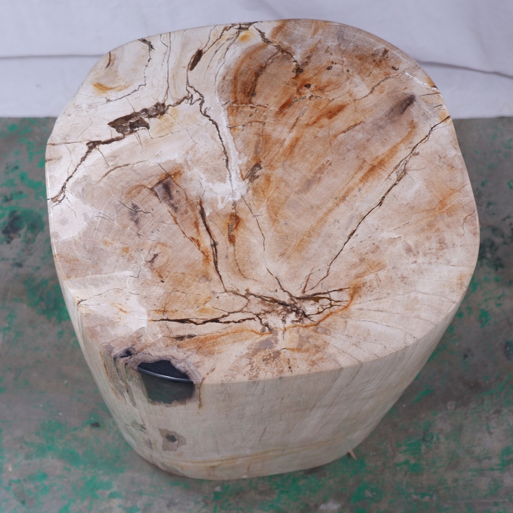 Polished Petrified Wood Stump - Natural Light