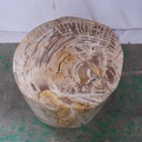 Polished Petrified Wood Stump - Natural Light