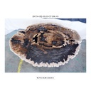 Eliza Coffee Table - Natural Dark