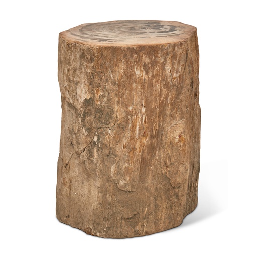 Raw Edge Petrified Wood Stump - Natural Light